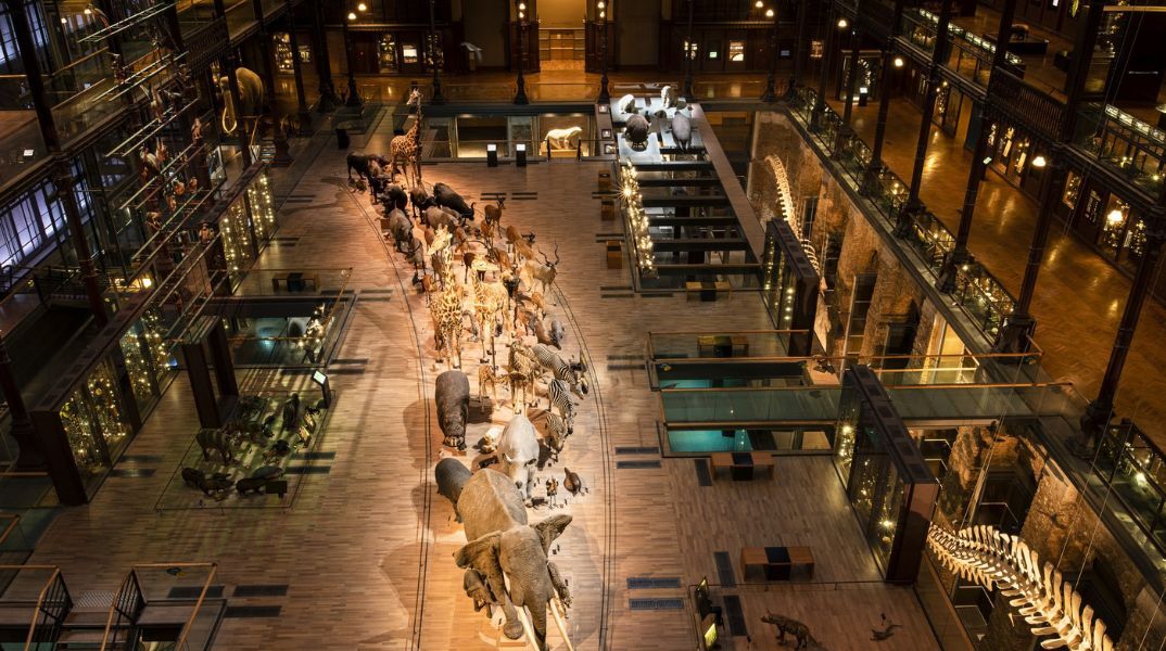 Γυναίκα συνελήφθη για την κλοπή ράβδων χρυσού αξίας 1,5 εκατ. ευρώ από το Μουσείο Φυσικής Ιστορίας στο Παρίσι - Οι δράστες φέρονται να ήταν πληροφορημένοι. 