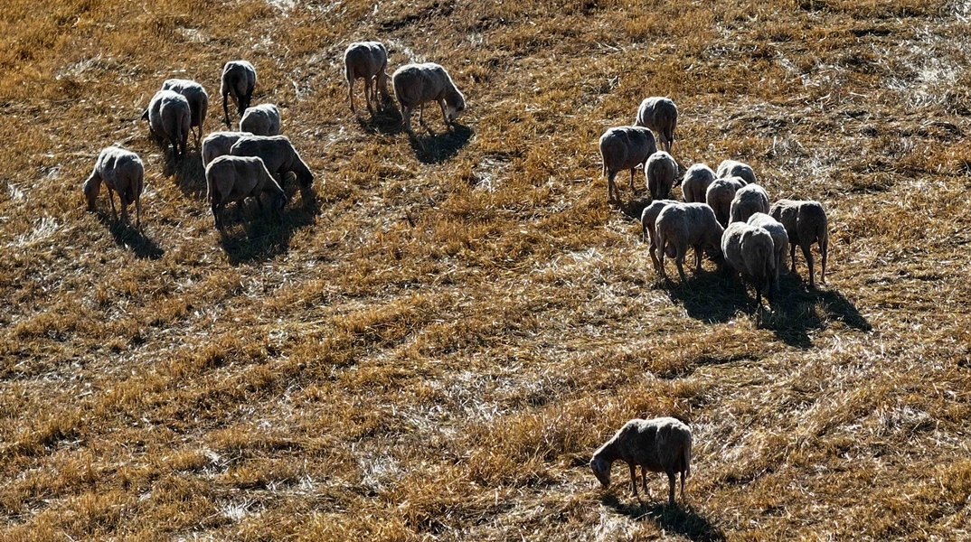 Εικόνα με προβατάκια 