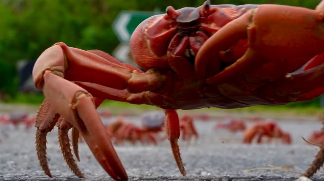 Βίντεο: Δεκάδες εκατομμύρια κόκκινα καβούρια ξεκινούν την ετήσια μετανάστευσή τους στην Νήσο των Χριστουγέννων για να γεννήσουν και να αναπαραχθούν.