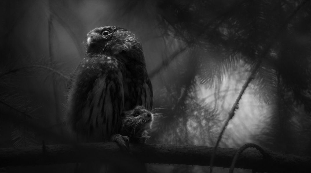 Ο 20χρονος Λούκα Λόρεντς κέρδισε τον τίτλο Ευρωπαίου Φωτογράφου Φύσης 2025 με το έργο Σιωπηλή απελπισία - Ο νεότερος νικητής στην ιστορία του διαγωνισμού