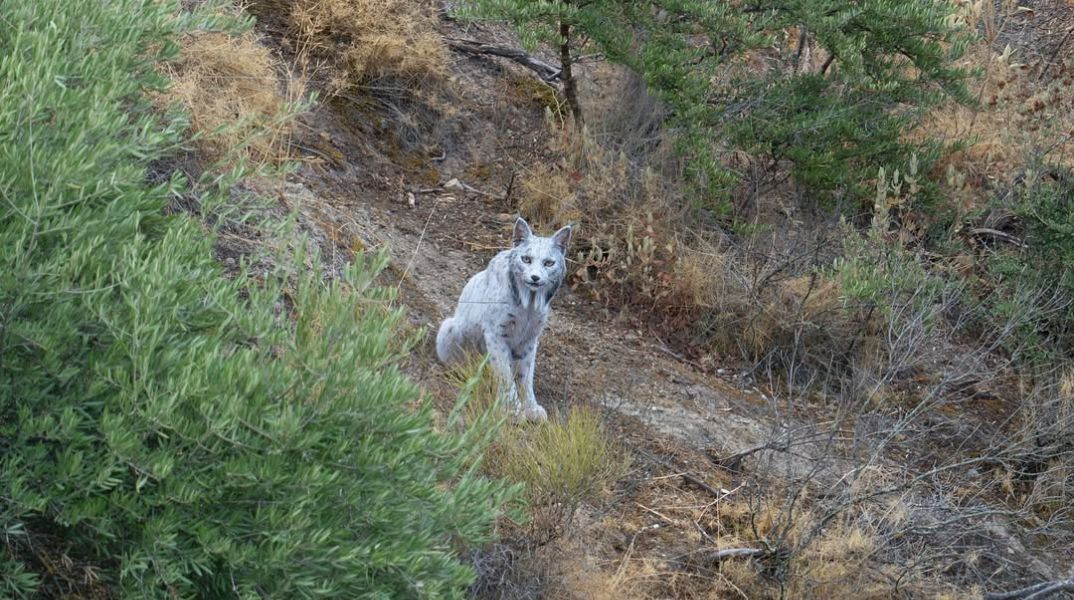 Ένας σπάνιος λευκός Ιβηρικός λύγκας φωτογραφήθηκε για πρώτη φορά στα βουνά της νότιας Ισπανίας, προκαλώντας δέος στους χρήστες των μέσων κοινωνικής δικτύωσης. 