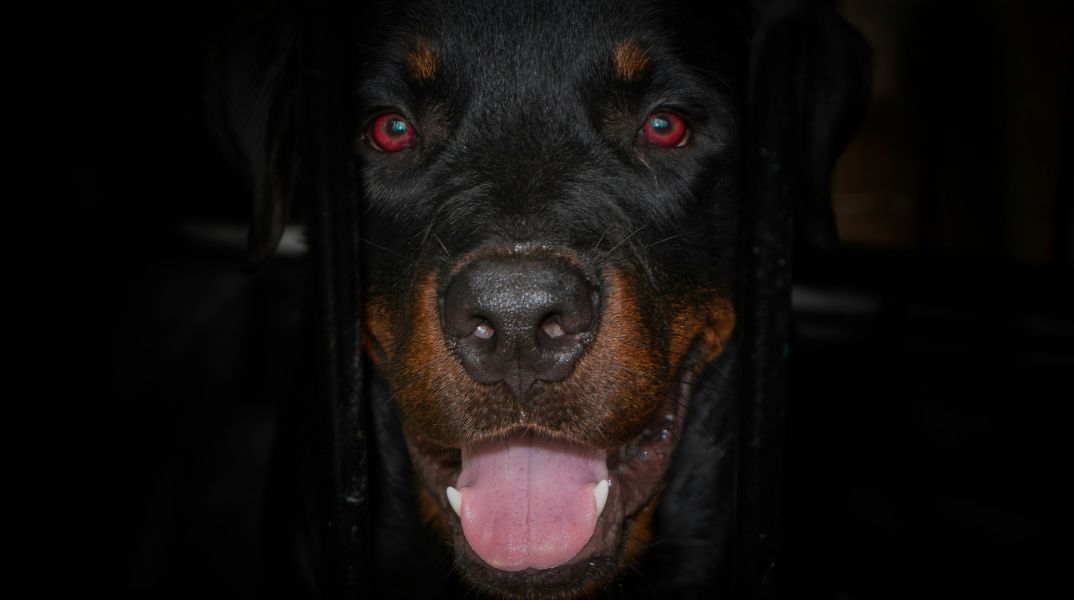 Ροτβάιλερ - σκύλος