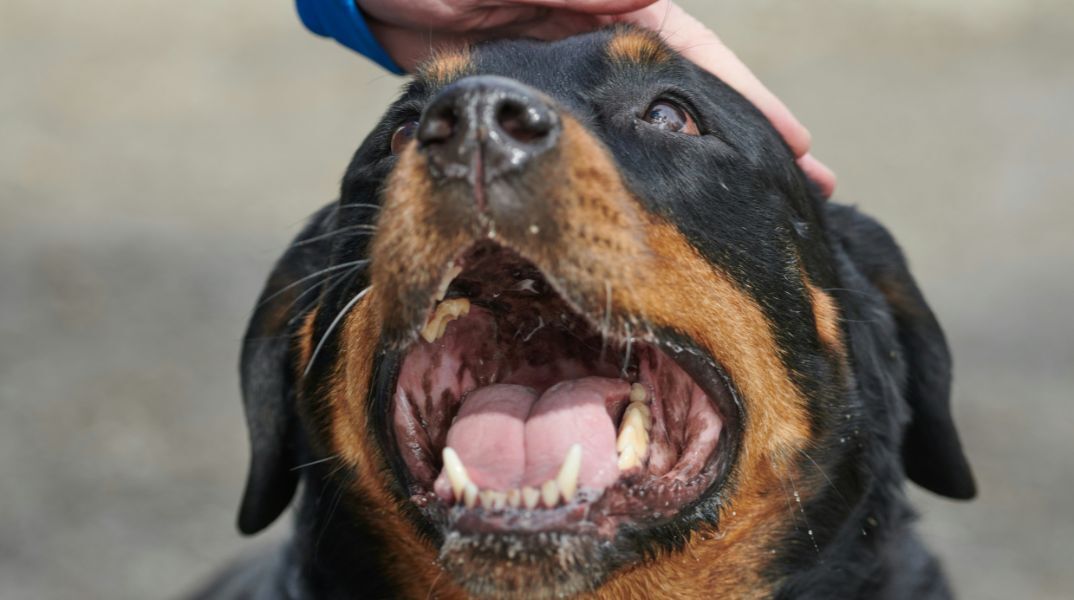 Η τραγωδία της Μεσσηνίας: Δεν ήταν το ροτβάιλερ. Ήταν οι συνθήκες