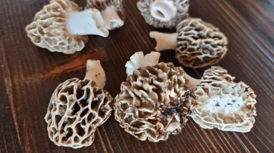 Λάλος: Ο άρχοντας των μανιταριών βρίσκεται στο ορεινό Σιδηρόνερο της Δράμας