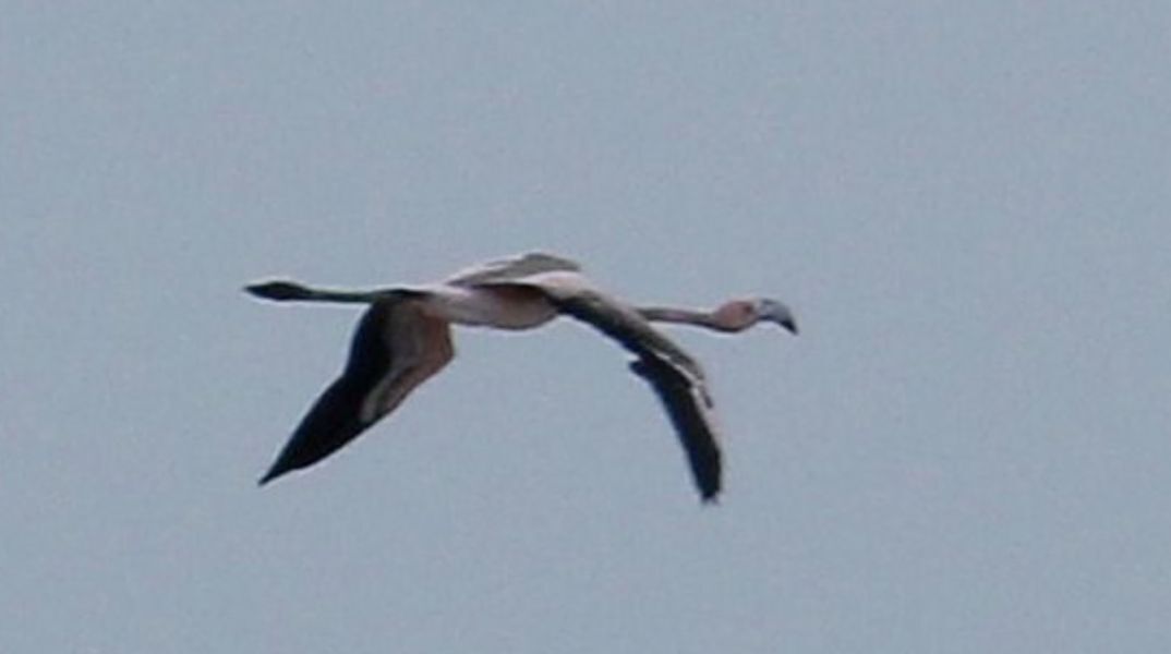 Η Φράνκι το φλαμίνγκο διέσχισε τη Μάγχη από την Κορνουάλη ως τη Γαλλία - Οι υπεύθυνοι του ζωολογικού κήπου αποφάσισαν να την αφήσουν ελεύθερη.