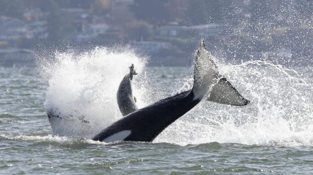 Φώκια καταφεύγει στην πρύμνη σκάφους για να ξεφύγει από όρκες κοντά στο Σιάτλ - Φωτογράφος κατέγραψε σε βίντεο την εντυπωσιακή διάσωσή της