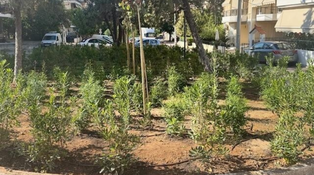 Ο Άλιμος πρασινίζει με 530 νέα φυτά στον πεζόδρομο Αγίου Δημητρίου