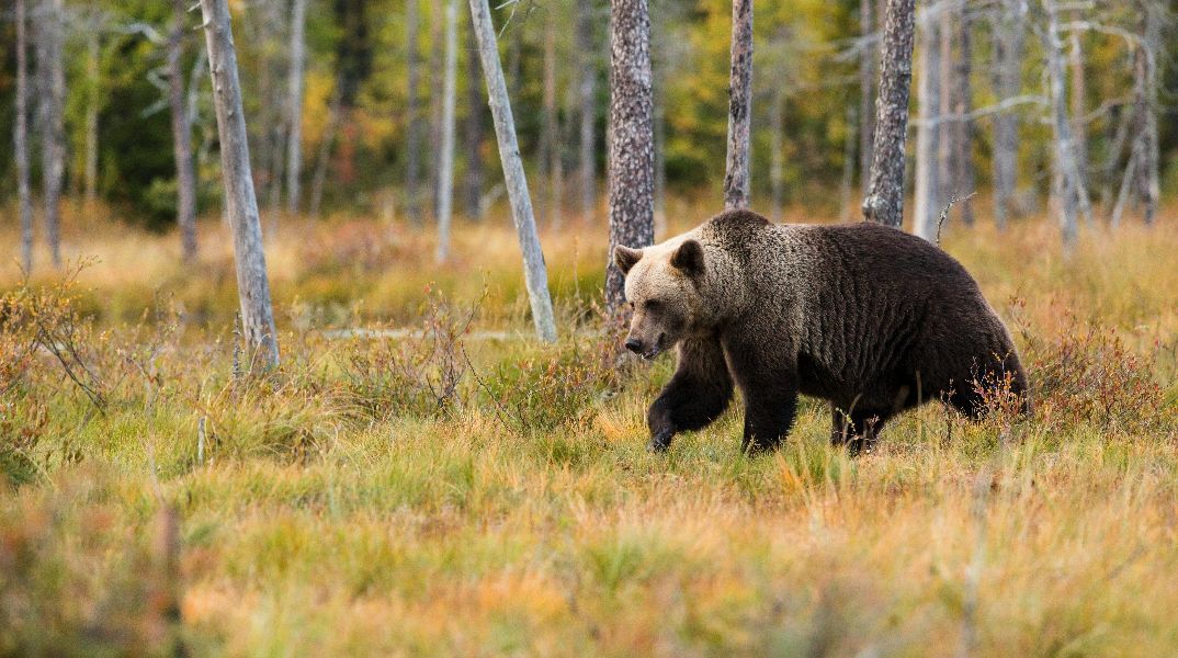 Φρίκη στη Δράμα: Πυροβόλησαν αρκούδα και μετά την αποκεφάλισαν