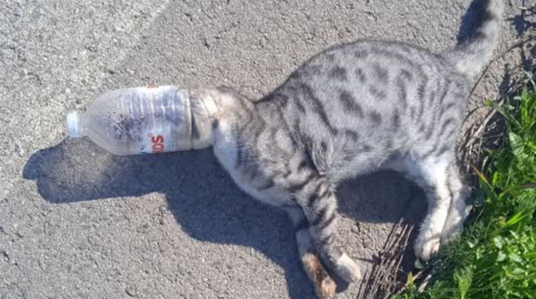 Φρίκη στην Ηλεία: Γάτες παγιδεύονται μέσα σε πλαστικά μπουκάλια