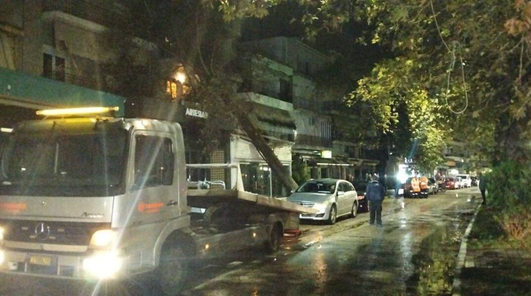 Πτώση δέντρου στη Θεσπρωτία