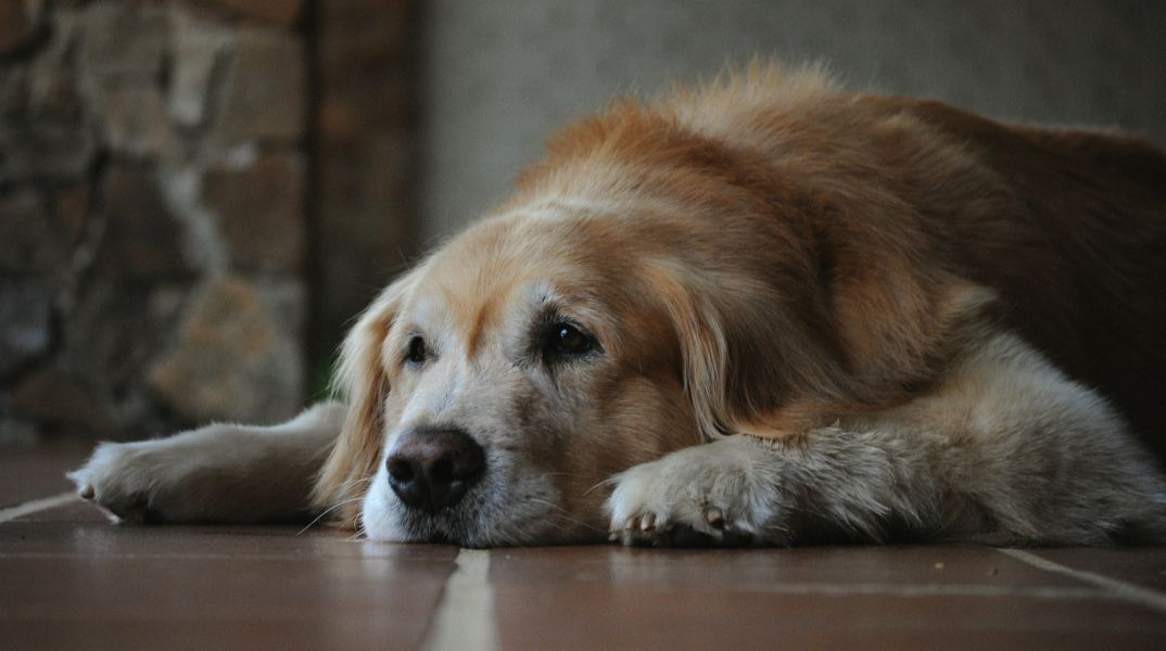 Τελικά η μουσική ηρεμεί τους σκύλους μας; - Ποιο είδος προτιμούν