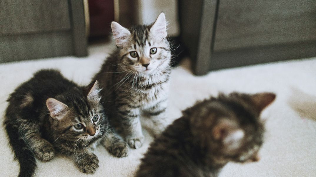 Τι άλλο θα ακούσουμε: Ζευγάρι εξέτρεφε 51 γάτες στη Θεσσαλονίκη για να τις φάει