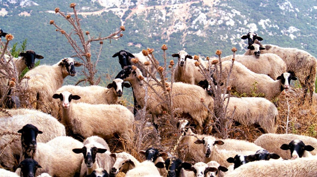 ΕΕΕΔΕΕ: Πάνω από 423.000 ζώα έχουν θανατωθεί από τον Αύγουστο του 2024 λόγω της ευλογιάς προβάτων στην Ελλάδα - Έχουν καταγραφεί 1.754 κρούσματα σε εκτροφές