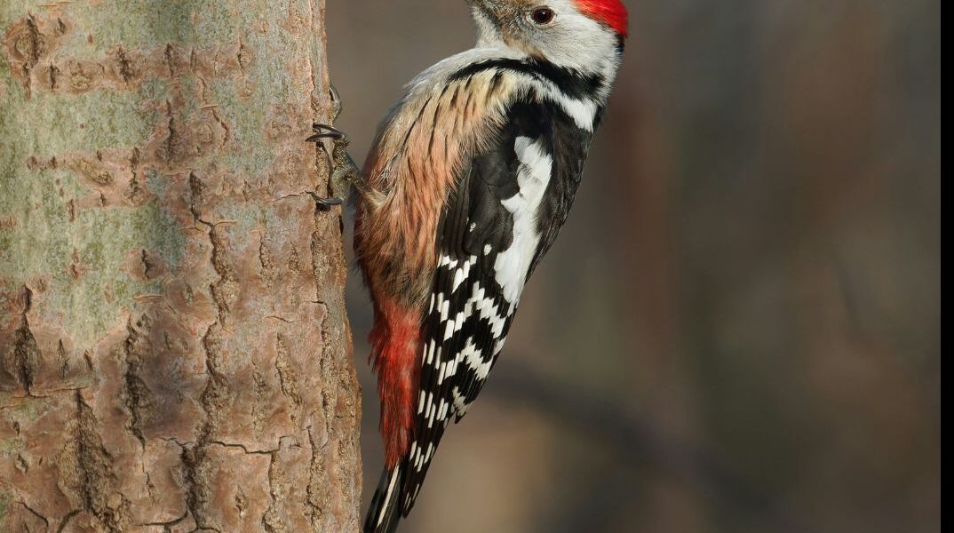 athensvoice_-_2025-11-28t201237_065