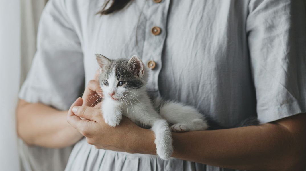 Νέα μελέτη αποκαλύπτει ότι οι γάτες εξημερώθηκαν μόλις πριν 4.000 χρόνια στη βόρεια Αφρική, ανατρέποντας όσα πιστεύαμε για την ιστορία τους.