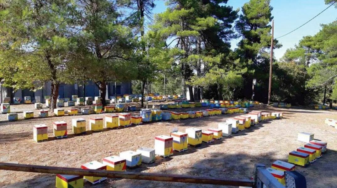 Μέλι Ταϋγέτου