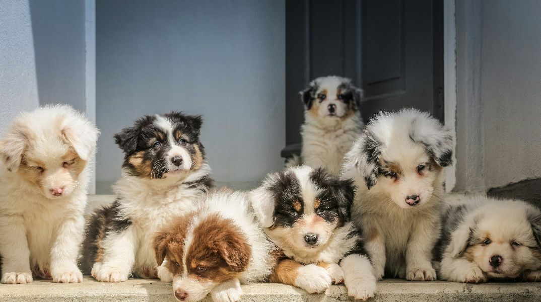 Κτηνωδία στο Πήλιο: Άγνωστος πέταξε κουτάβια σε γκρεμό 20 μέτρων - Σώθηκε μόνο το ένα 