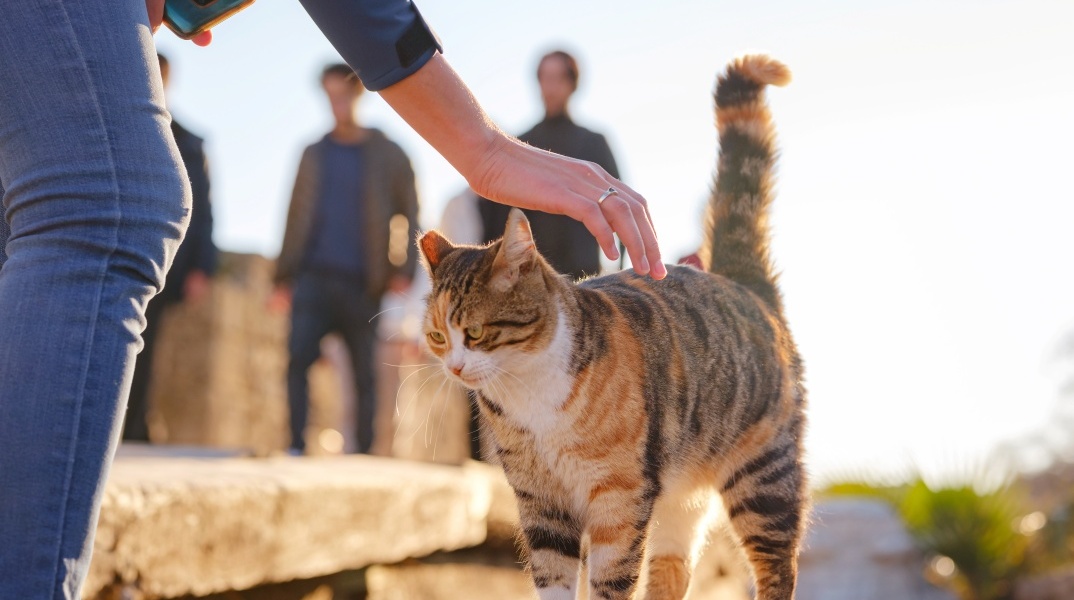 Μια γάτα δέχεται τα χάδια περαστικών