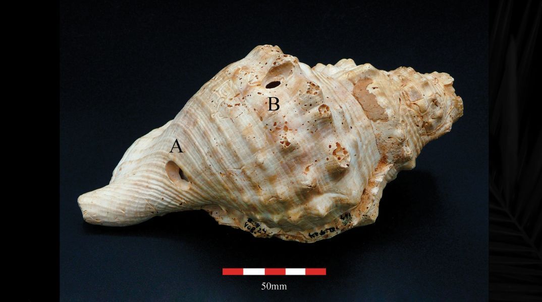 Κοχύλια ηλικίας 6.000 ετών στην Ισπανία ίσως αποτελούν τα αρχαιότερα μουσικά όργανα και μέσα επικοινωνίας στην Ευρώπη - Τα ευρήματα των αρχαιολόγων