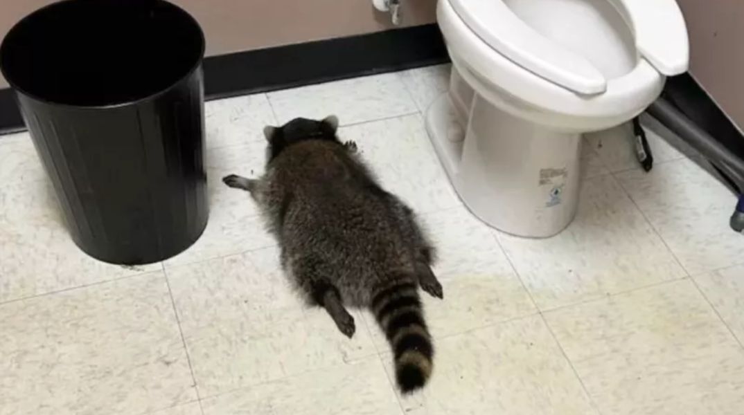 Ρακούν έκανε διάρρηξη σε κάβα, κατέβασε μπουκάλια με ουίσκι και λιποθύμησε στο μπάνιο