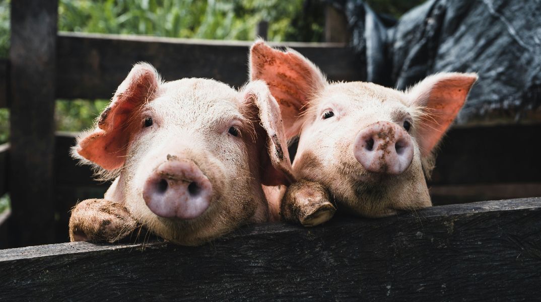 Aφρικανική πανώλη των χοίρων στην Ισπανία: Προκλήθηκε από διαρροή εργαστηρίου;