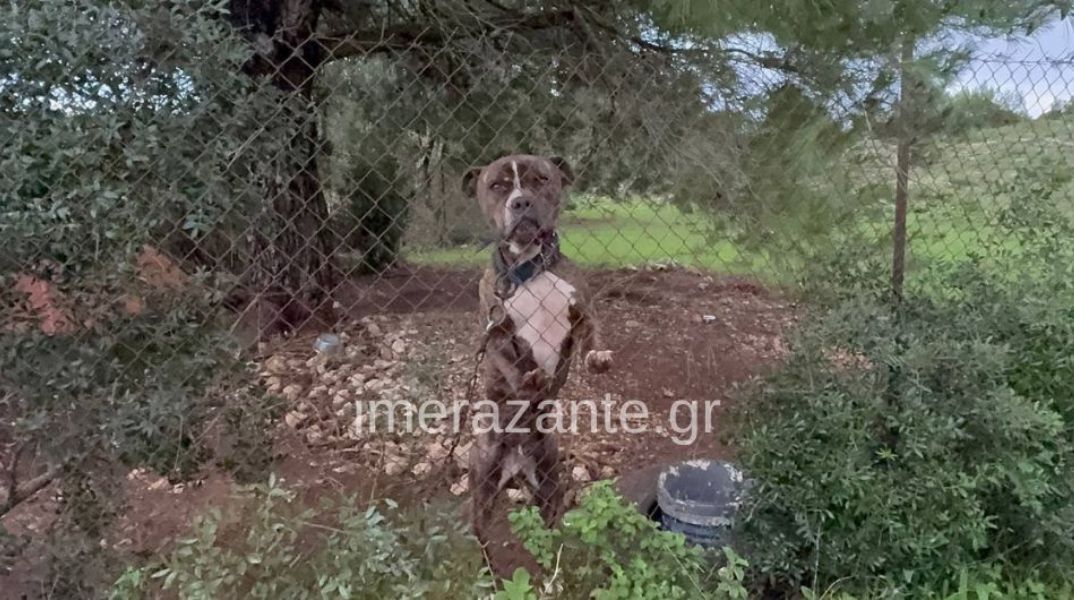 Ζάκυνθος: Δίχρονο παιδί σκοτώθηκε από επίθεση πιτ μπουλ στην αυλή του σπιτιού του - Σε κατάσταση σοκ η μητέρα, συγκλονισμένοι οι γιατροί του νοσοκομείου 