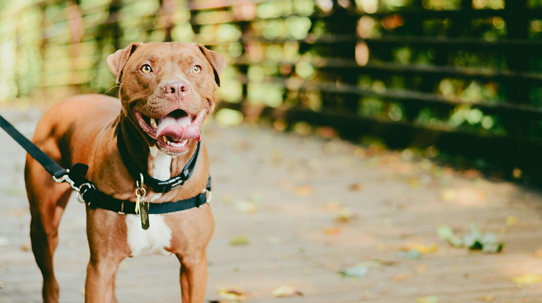 Σίγουρα δεν υπάρχουν πιο επικίνδυνες ράτσες σκύλων;