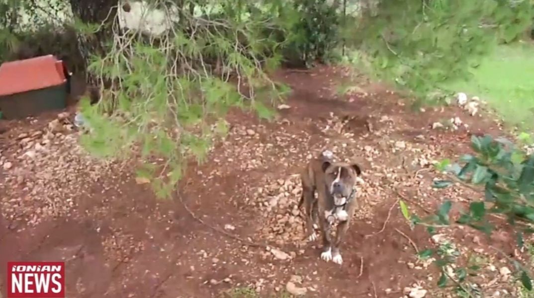 Ζάκυνθος: Μέσα σε 30″ το πίτμπουλ κατασπάραξε τον 2χρονο - Γιατί έγινε επιθετικός ο σκύλος