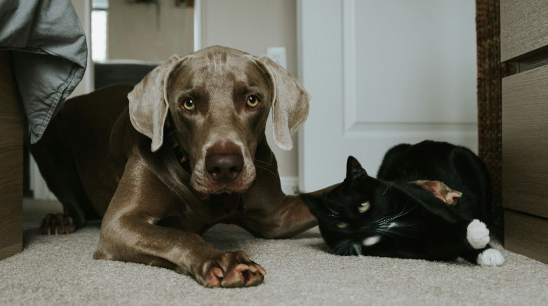 Πώς να κρατήσετε τις γάτες και τους σκύλους σας υγιείς και χαρούμενους