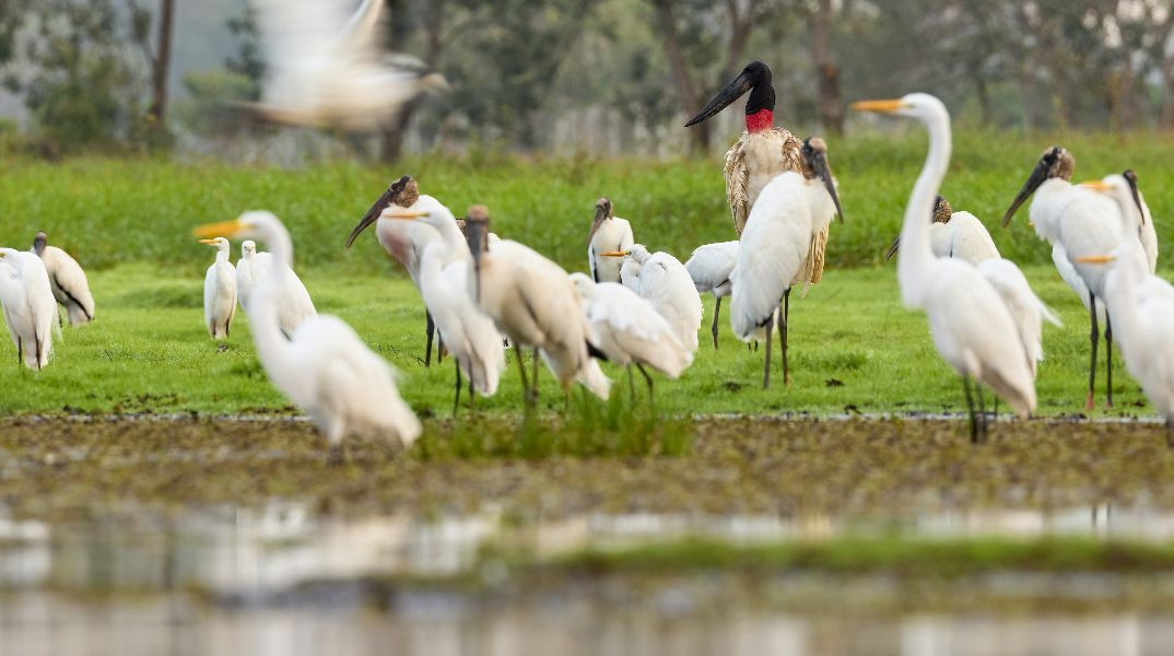 400 πελαργοί βρέθηκαν νεκροί κοντά στη Μαδρίτη - Συναγερμός για την γρίπη των πτηνών 