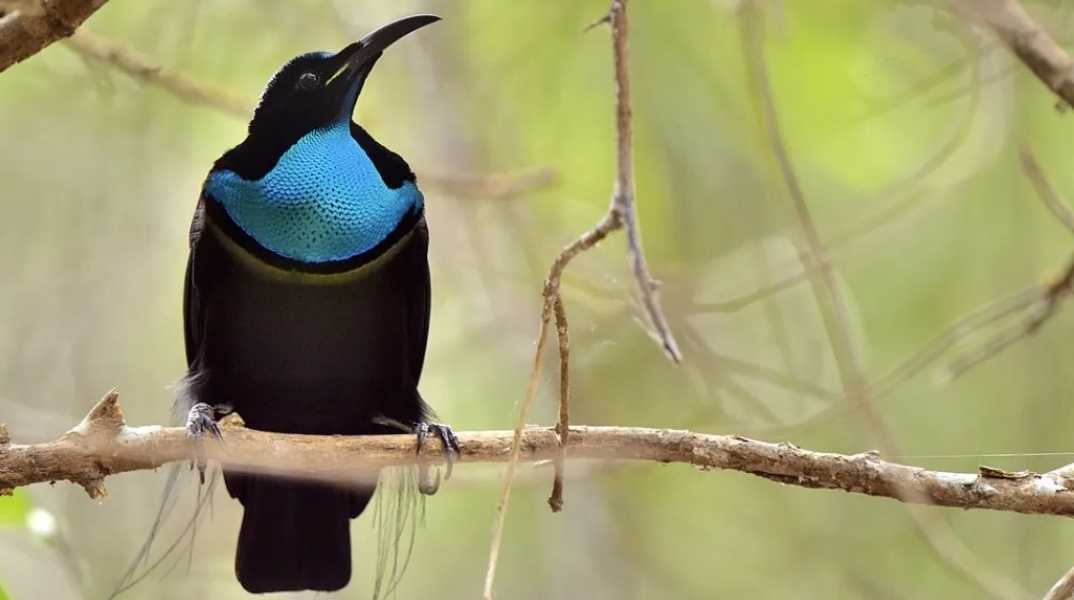 Το σπάνιο που πτηνό που ενέπνευσε τους επιστήμονες να δημιουργήσουν ένα καινούριο μαύρο 