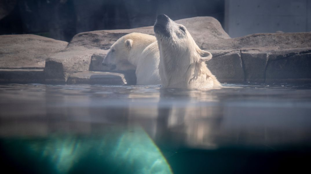 Νέα έρευνα εντοπίζει αλλαγές σε γονίδια πολικών αρκούδων της Γροιλανδίας - Το είδος ίσως αναπτύσσει μηχανισμούς επιβίωσης απέναντι στην κλιματική κρίση.