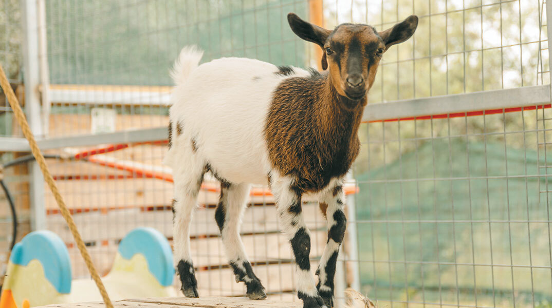 Φάρμα Άμπελος Βοχαϊκού