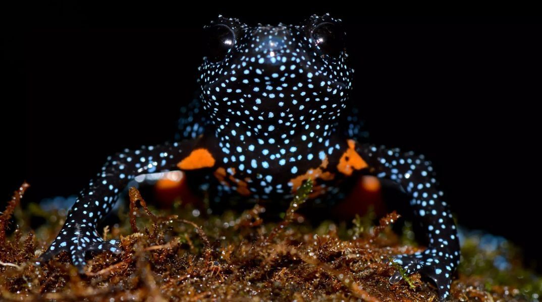 Σπάνιοι βάτραχοι - γαλαξίες στην Ινδία εξαφανίστηκαν μετά την καταστροφή του βιότοπού τους από φωτογράφους που κυνηγούσαν την «τέλεια» λήψη.