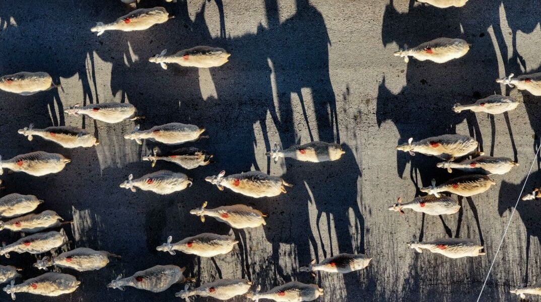 Κοπάδι προβάτων