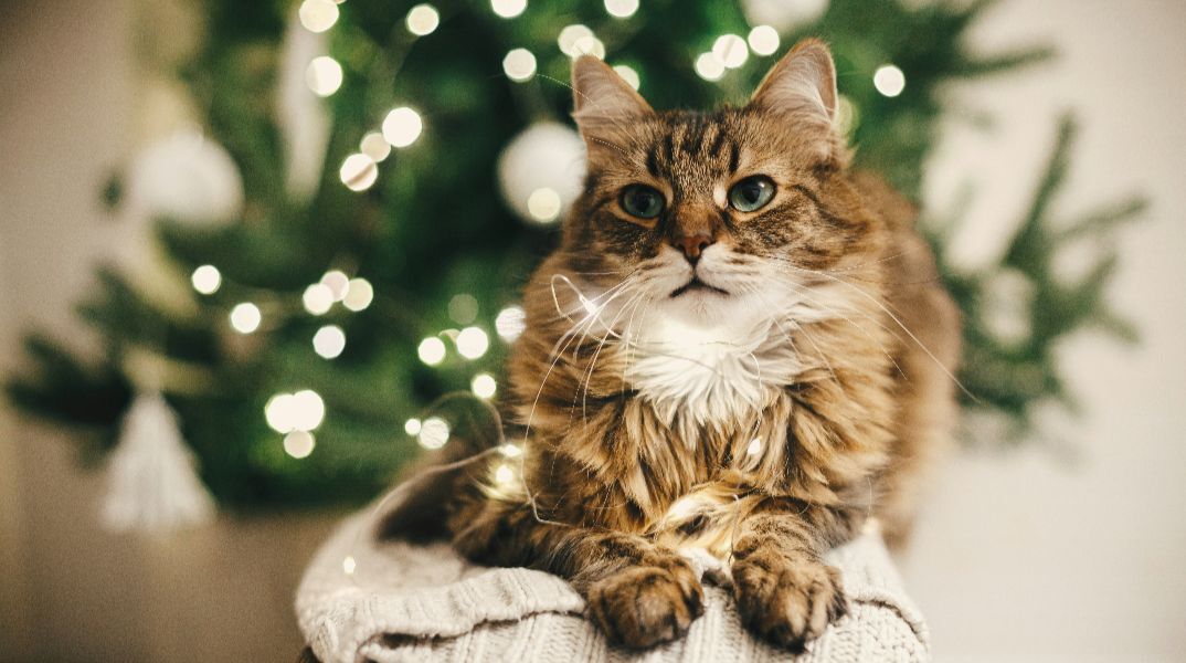 Χριστουγεννιάτικο τραπέζι και κατοικίδια: Τα απαγορευμένα μεζεδάκια για τον σκύλο και τη γάτα μας
