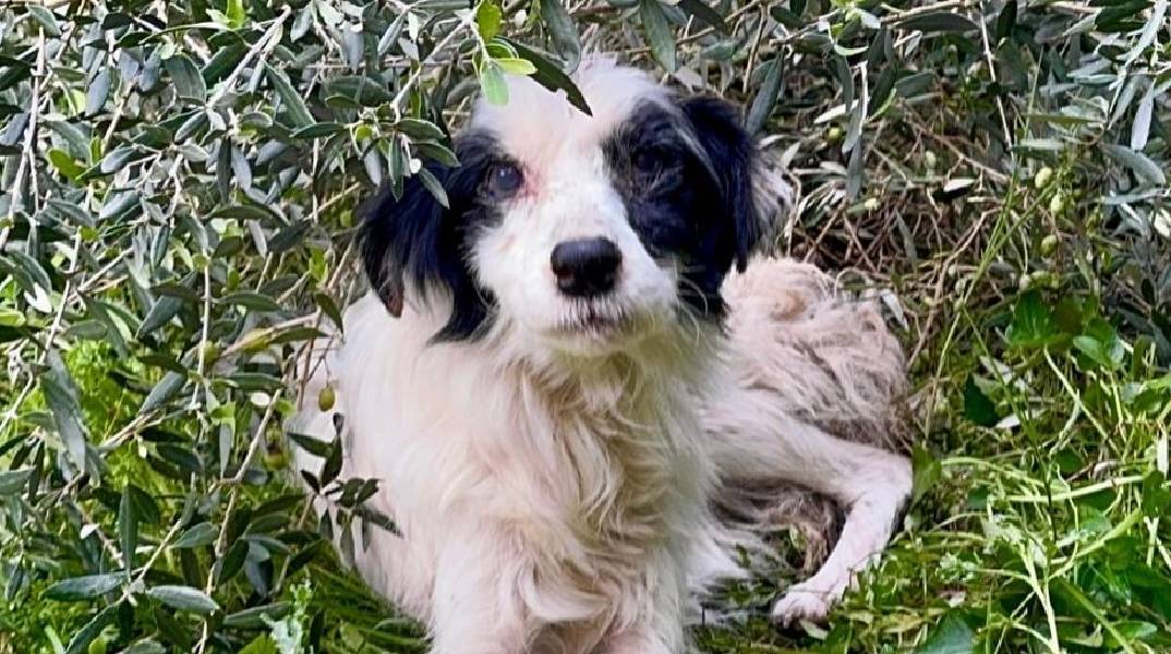 Greek Stray: πώς διασώθηκαν 56 σκυλιά από ένα δημοτικό «καταφύγιο»