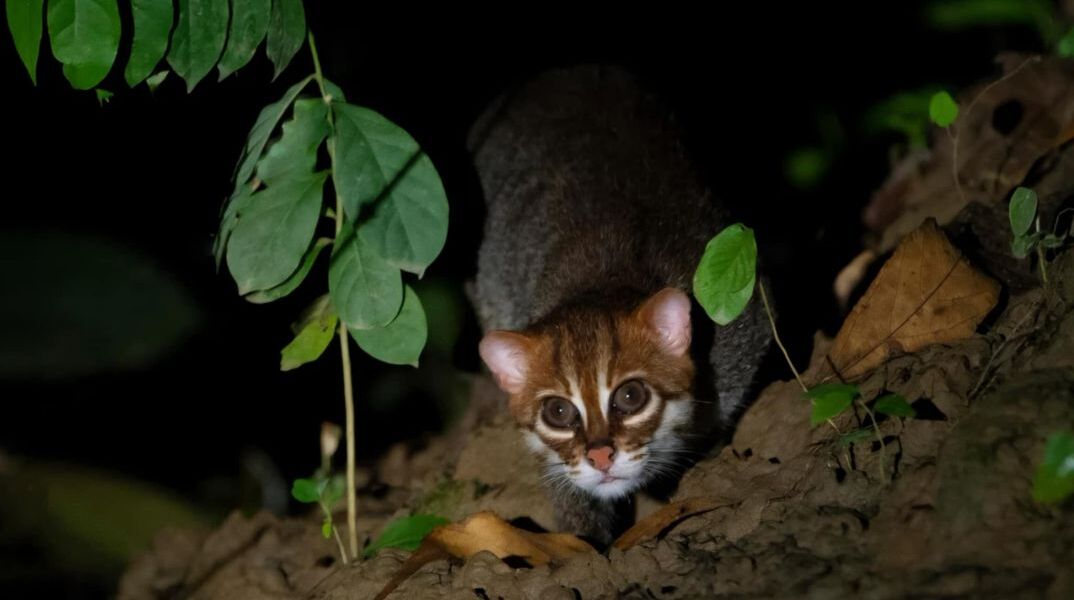 Πλατυκέφαλη Αγριόγατα