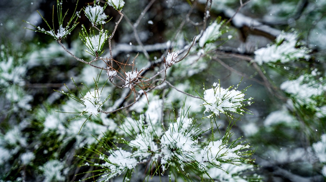 Χιόνια σε κλαδί