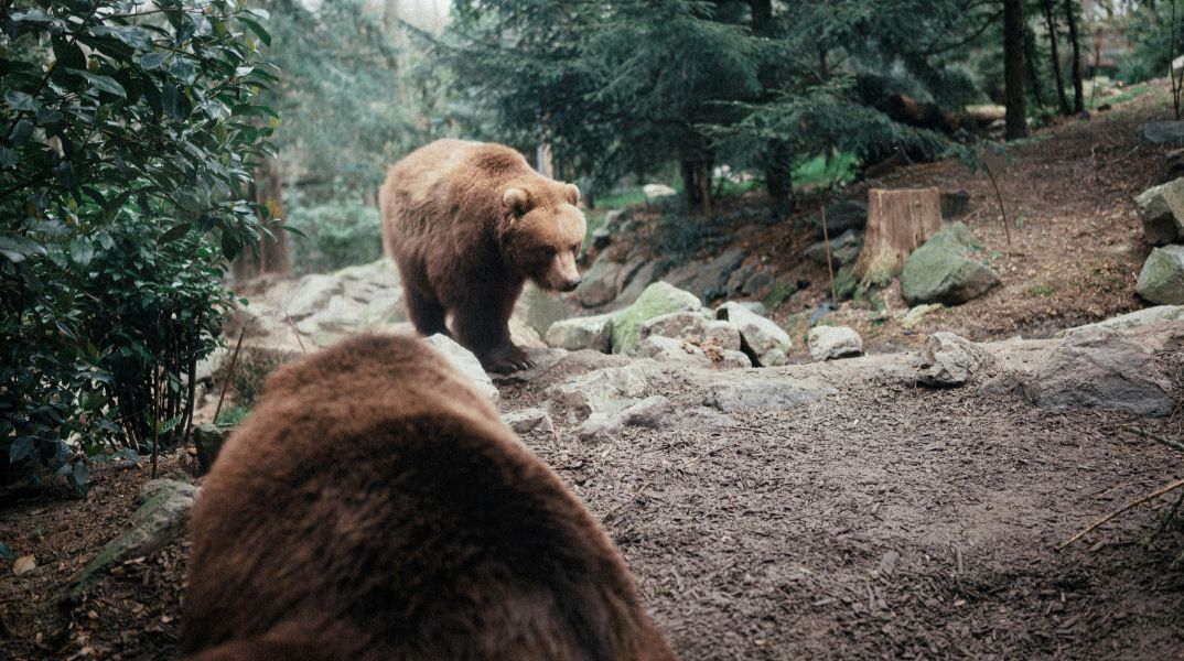 Σε χειμέριο λήθαργο οι αρκούδες στο Νυμφαίο - Διαφορετικές οι επιλογές θηλυκών και αρσενικών
