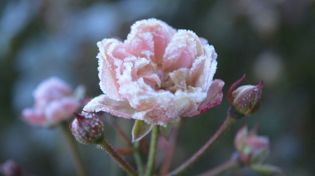 Εορτολόγιο: Σήμερα 13 Ιανουαρίου 2026 γιορτάζει…