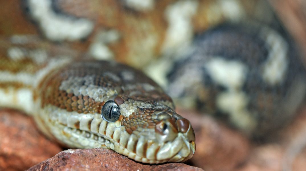 Αυστραλία: Ξύπνησε με έναν πύθωνα 2,5 μέτρων πάνω στο στήθος της