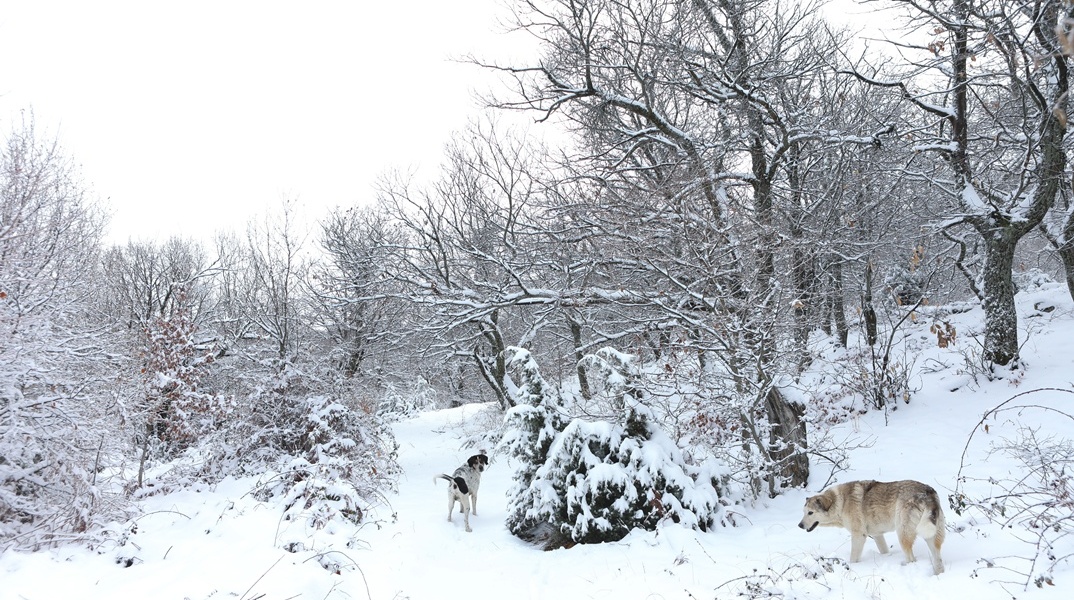 Χιόνια στον Χορτιάτη από φωτογραφία αρχείου