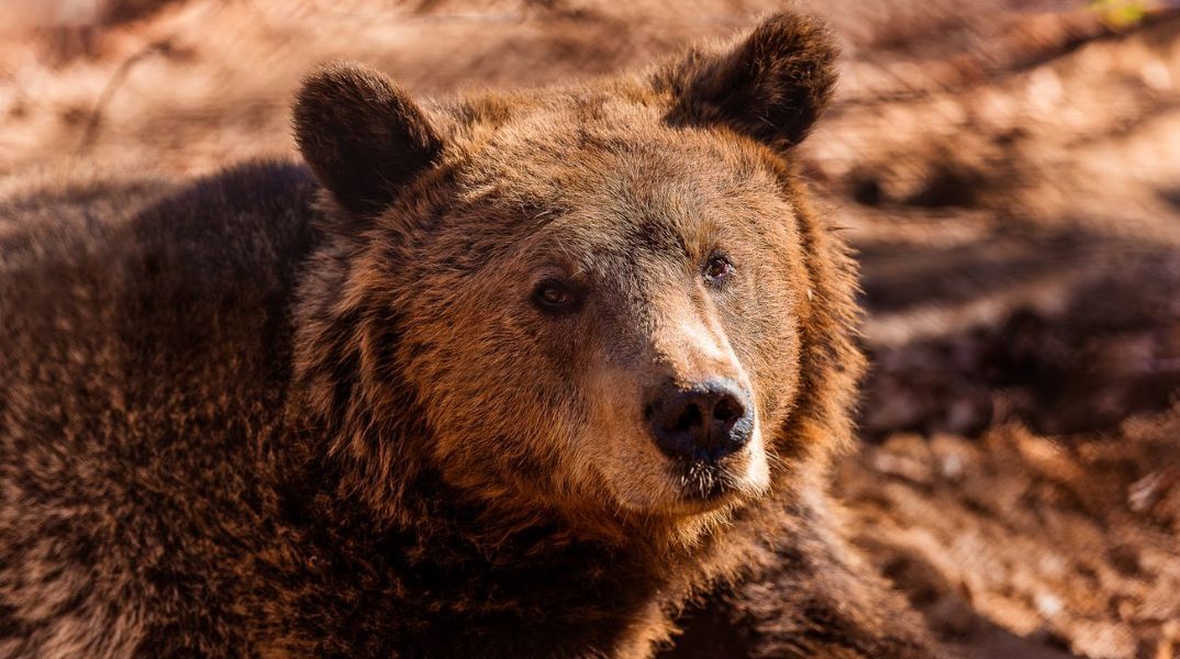  Αυξήθηκαν οι αρκούδες στην Ελλάδα, αλλά όχι οι ζημιές που προκαλούν- Ερευνα του Αρκτούρου με δεδομένα 22 ετών