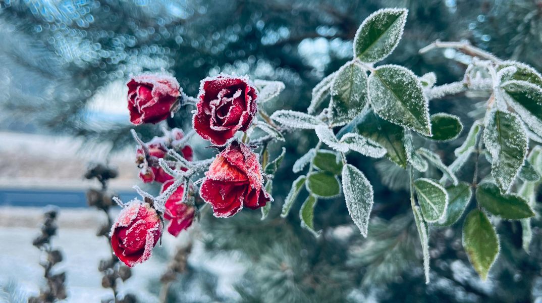 Εορτολόγιο: Σήμερα 21 Ιανουαρίου 2026 γιορτάζει…