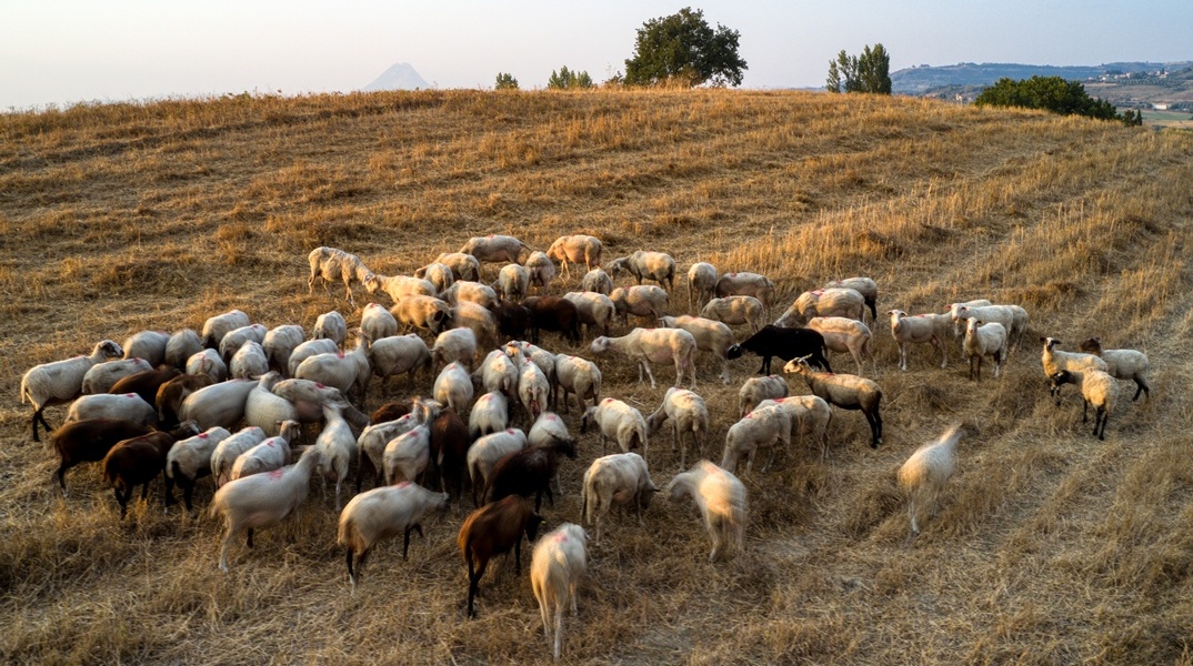 Αιγοπρόβατα
