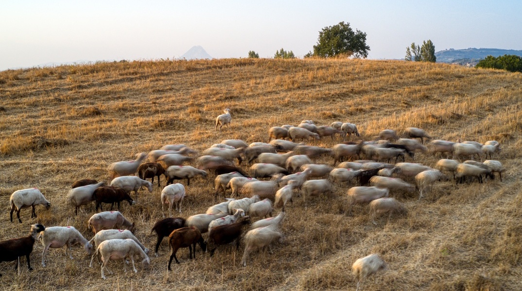 Πρόβατα σε χωράφι