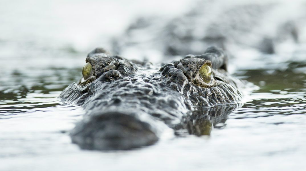 Ψαράς στη Ζάμπια σκοτώθηκε από κροκόδειλο πέφτοντας σε ποτάμι για να σωθεί από αγέλη ελεφάντων - Αύξηση των επιθέσεων στον ποταμό Λουάνγκουα
