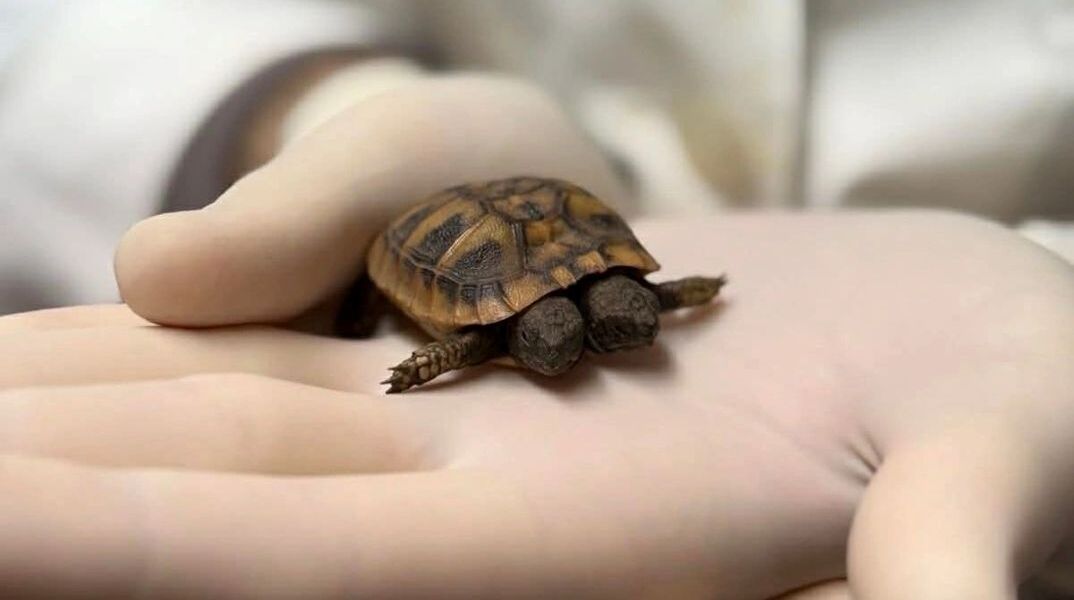 Η χελώνα με τη δικεφαλία