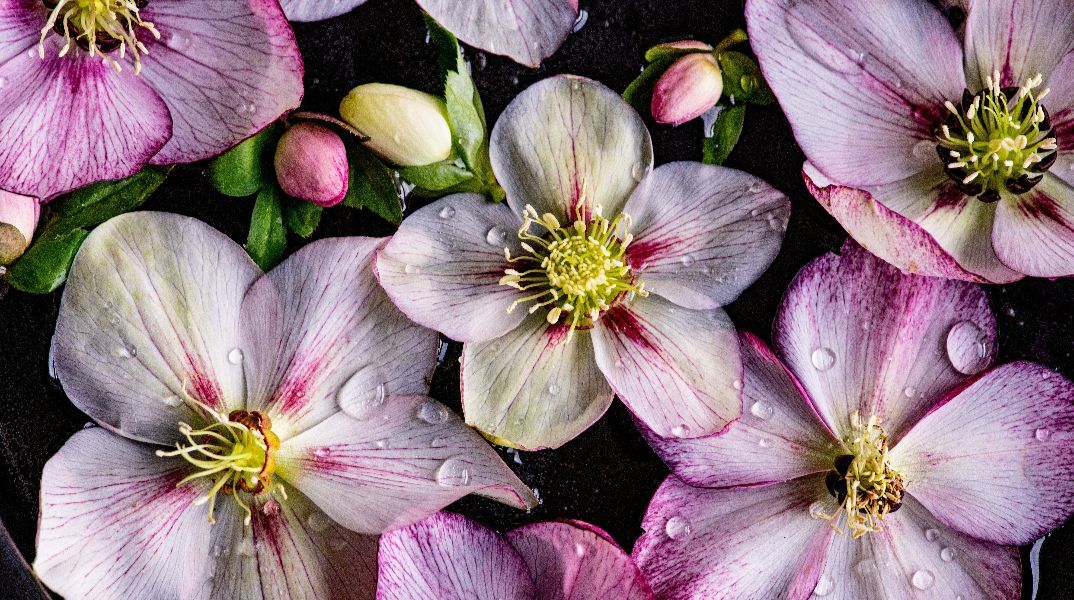 Εορτολόγιο: Σήμερα, 12 Φεβρουαρίου 2026, γιορτάζει…